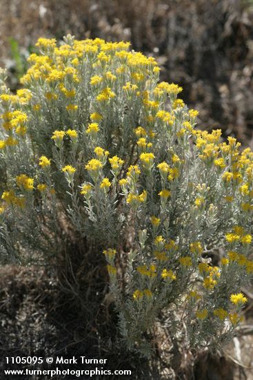 Tetradymia canescens