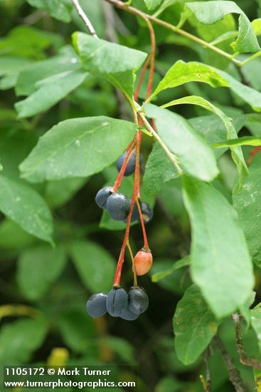 Oemleria cerasiformis