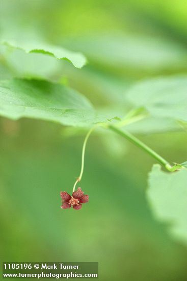 Euonymus occidentalis