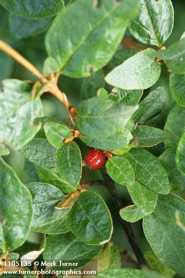 Shepherdia canadensis