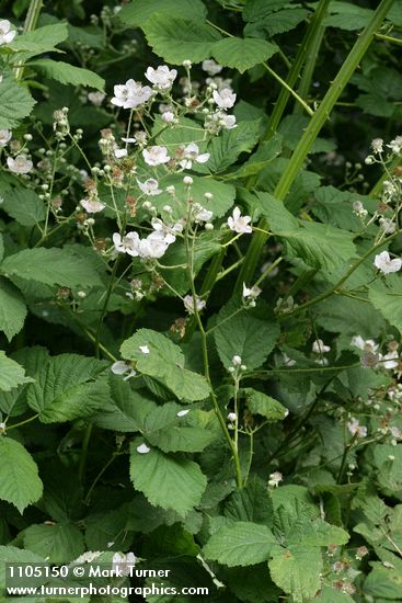 Rubus bifrons (Rubus armeniacus)
