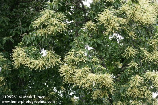 Castanea dentata