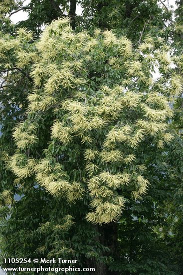Castanea dentata