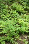 Creeping Snowberry
