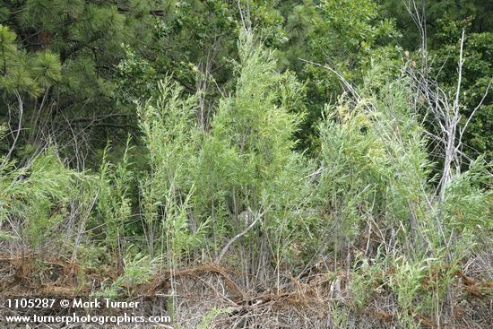 Salix columbiana
