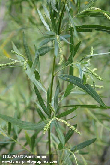 Salix columbiana