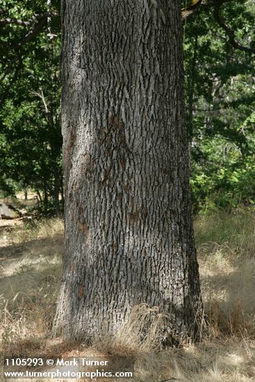 Quercus garryana