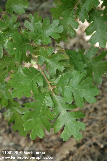 Quercus garryana