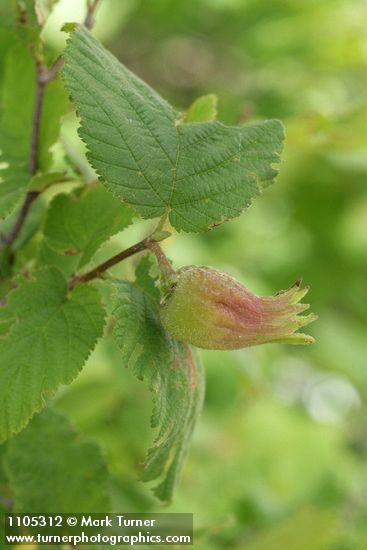 Corylus cornuta