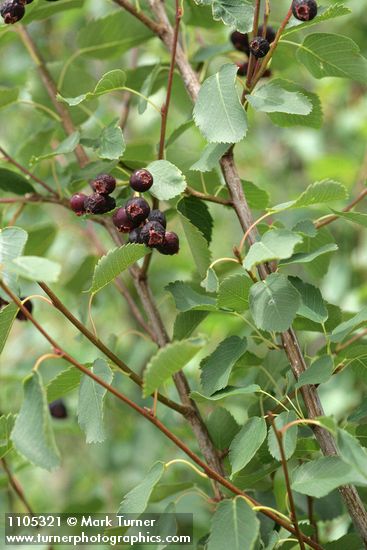 Amelanchier alnifolia