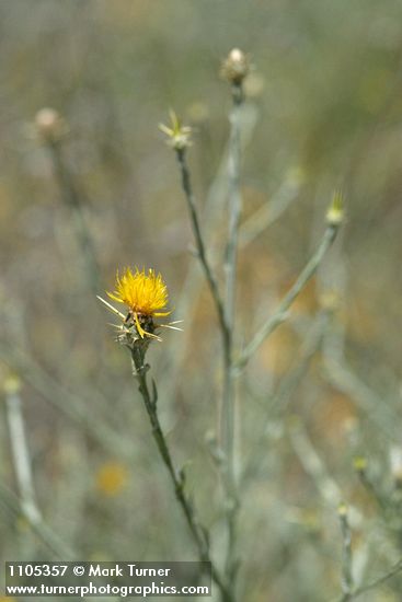 Centaurea solstitialis