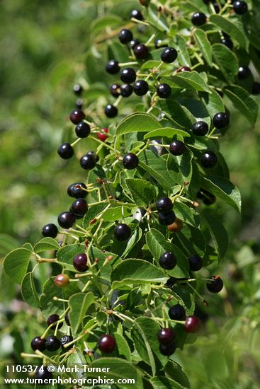 Prunus emarginata