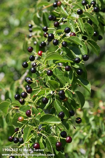 Prunus emarginata