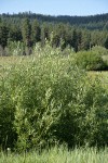 Lemmon's Willow