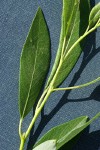 Lemmon's Willow leaf top detail