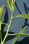 Lemmon's Willow stipules & petioles detail
