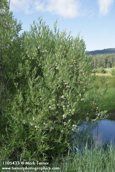 Salix boothii