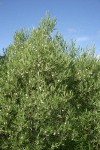 Booth's Willow