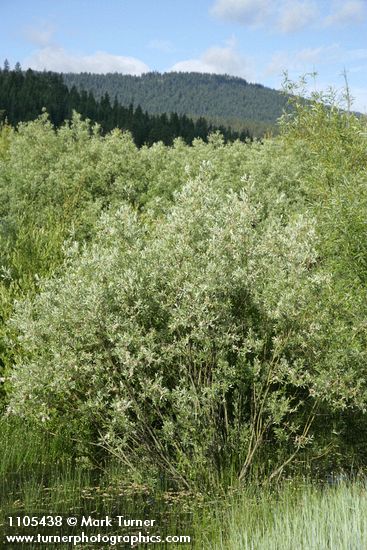 Salix geyeriana