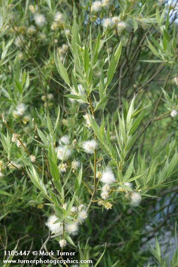Salix boothii