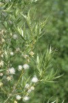 Booth's Willow foliage & mature female aments