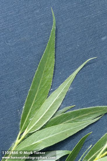 Salix boothii