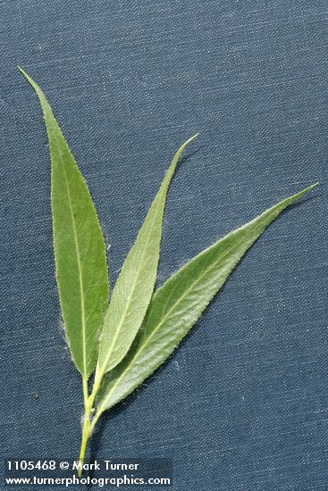 Salix boothii