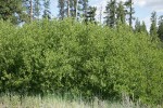 Onecolor Willow