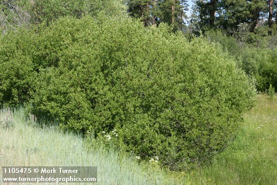 Salix monochroma