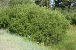 Onecolor Willow