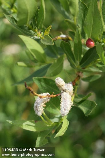 Salix monochroma