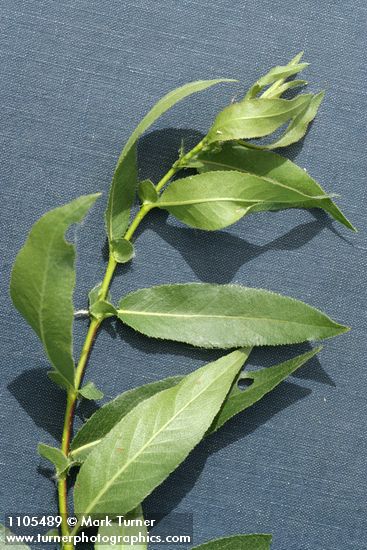 Salix monochroma