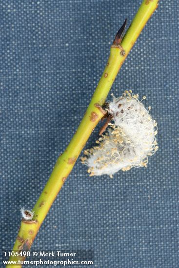 Salix monochroma