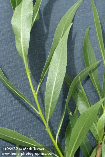 Salix lasiandra var. caudata
