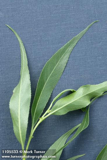 Salix lasiandra var. caudata