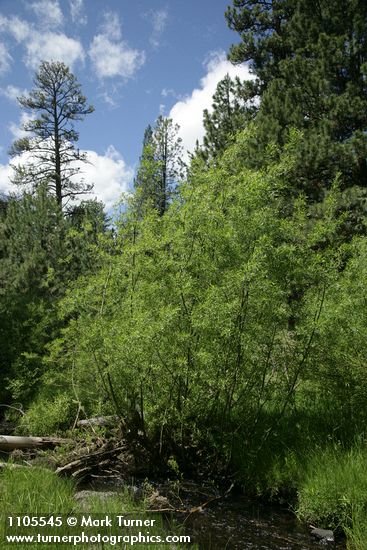 Salix lemmonii