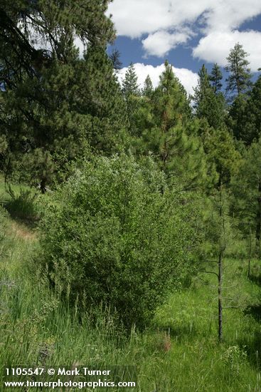 Salix monochroma