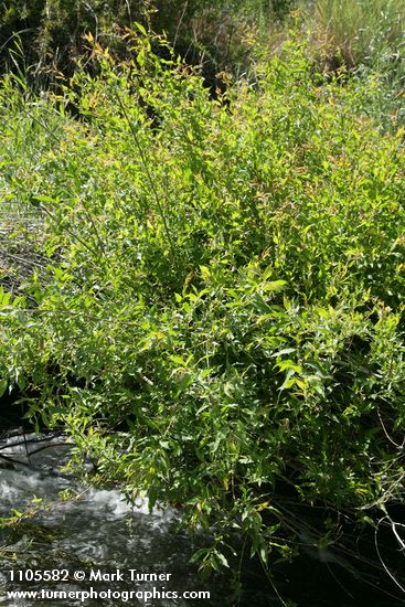Salix monochroma