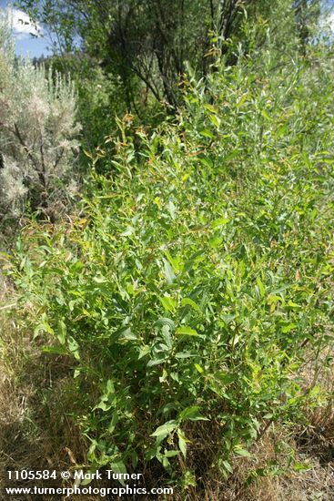 Salix monochroma