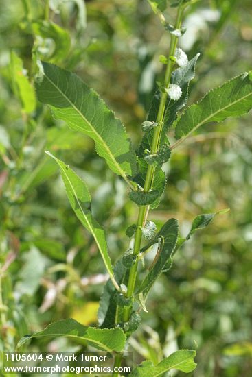 Salix monochroma