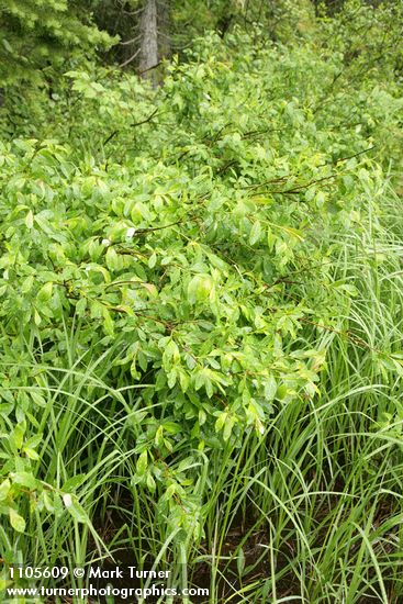 Salix planifolia