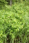 Diamondleaf Willow