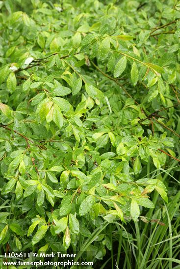 Salix planifolia
