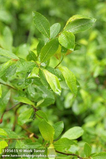 Salix planifolia