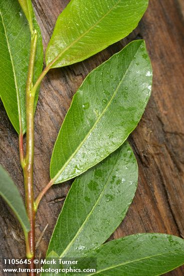 Salix planifolia