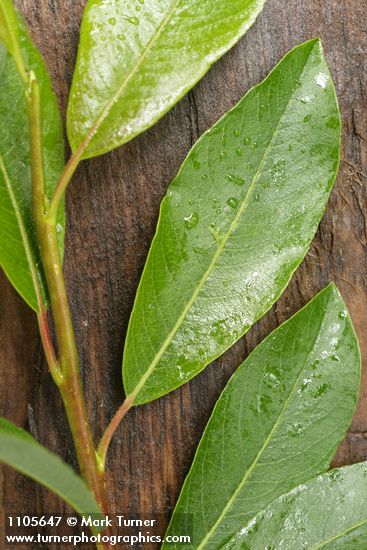 Salix planifolia