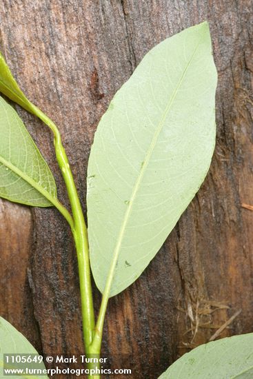Salix planifolia