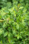 Diamondleaf Willow foliage & mature female ament