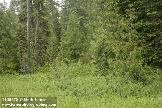 Vaccinium uliginosum; Abies amabilis; Thuja plicata; Salix planifolia