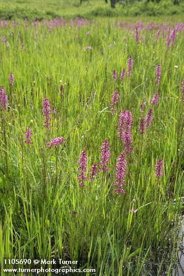 Pedicularis groenlandica